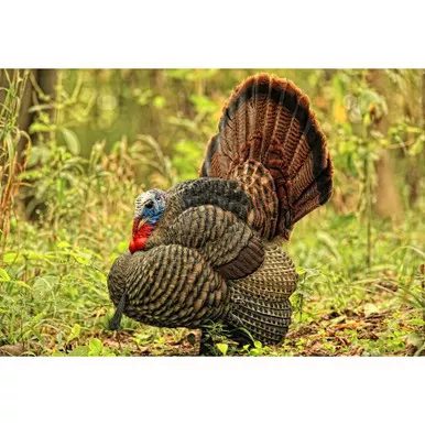 Avian-X LCD Tom Strutter Turkey Decoy