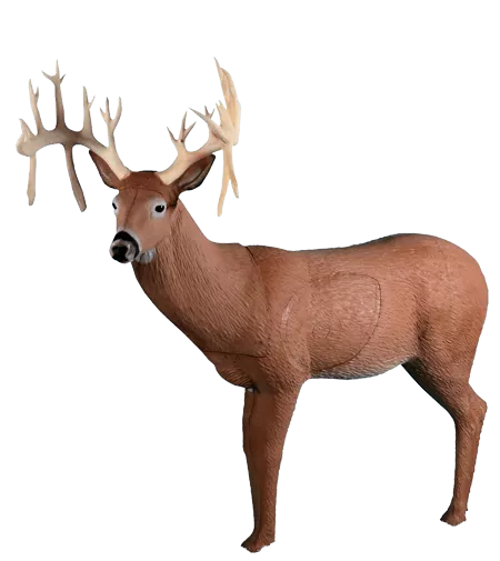 Rinehart 30pt Buck