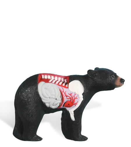 Rinehart Bear Anatomy